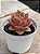 Echeveria imperial (importada) - Imagem 2