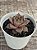 Echeveria imperial (importada) - Imagem 3
