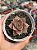 Echeveria imperial (importada) - Imagem 1