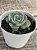 Echeveria enriquetha (importada carunculas) - Imagem 4