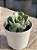 Echeveria enriquetha (importada carunculas) - Imagem 3
