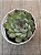 Echeveria pulidonis ‘christmas bumps’ (importada carunculas) - Imagem 4