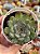 Echeveria pulidonis ‘christmas bumps’ (importada carunculas) - Imagem 1