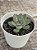 Echeveria pulidonis ‘christmas bumps’ (importada carunculas) - Imagem 4
