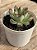 Echeveria pulidonis ‘christmas bumps’ (importada carunculas) - Imagem 3