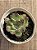 Echeveria pulidonis ‘christmas bumps’ (importada carunculas) - Imagem 4