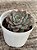 Echeveria virid flare - Imagem 3