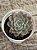 Echeveria virid flare - Imagem 2
