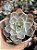 Echeveria nébula c/ carúnculas (importada) - Imagem 1