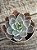 Echeveria nébula c/ carúnculas (importada) - Imagem 3