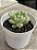 Echeveria bill gates (importada) - Imagem 2