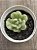 Echeveria bill gates (importada) - Imagem 3