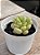 Echeveria bill gates (importada) - Imagem 2