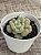 Echeveria bill gates (importada) - Imagem 3