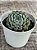 Echeveria mexican X mínima - Imagem 3