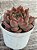 Echeveria dusk twilight - Imagem 3