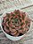 Echeveria dusk twilight - Imagem 2