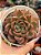 Echeveria dusk twilight - Imagem 1