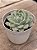 Echeveria mexican snowball - Imagem 2