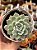 Echeveria mexican snowball - Imagem 1