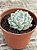 Echeveria mexican snowball - Imagem 3