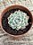 Echeveria mexican snowball - Imagem 2