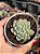 Echeveria mexican snowball - Imagem 1