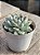 Echeveria mexican snowball - Imagem 2