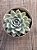 Echeveria mexican snowball - Imagem 3