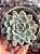 Echeveria mexican snowball - Imagem 1