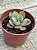 Echeveria baron bold - Imagem 3