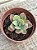 Echeveria baron bold - Imagem 2