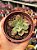 Echeveria baron bold - Imagem 1