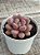 Graptopetalum amethystinum red - Imagem 3
