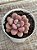 Graptopetalum amethystinum red - Imagem 2
