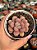 Graptopetalum amethystinum red - Imagem 1