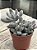 Pachyphytum rzedowskii - Imagem 2