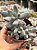 Pachyphytum rzedowskii - Imagem 1