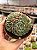 Echeveria mínima (colônia) - Imagem 1