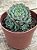 Echeveria mínima (colônia) - Imagem 2