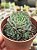 Echeveria mínima (colônia) - Imagem 1