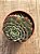 Echeveria mínima (colônia) - Imagem 3