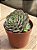 Echeveria mínima (colônia) - Imagem 2