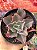 Echeveria fury variegata - Imagem 1