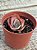 Echeveria fury variegata - Imagem 4