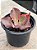 Echeveria fury variegata - Imagem 3