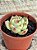 Echeveria agavoides 040 - Imagem 3