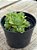 Aeonium greenovia dodrentalis (colônia) - Imagem 2