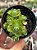 Aeonium greenovia dodrentalis (colônia) - Imagem 1