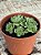 Aeonium greenovia dodrentalis (colônia) - Imagem 3